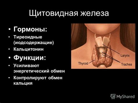 Презентация на тему: "Железы нашего организма. Экзокринные железы ...