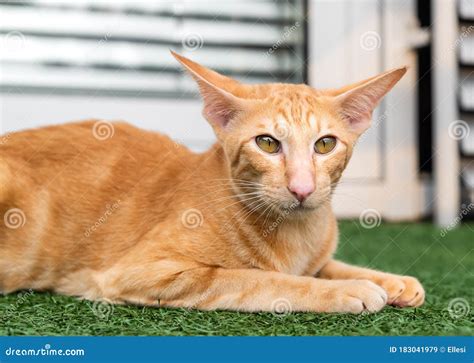 Long Nose Cat Breed | atelier-yuwa.ciao.jp