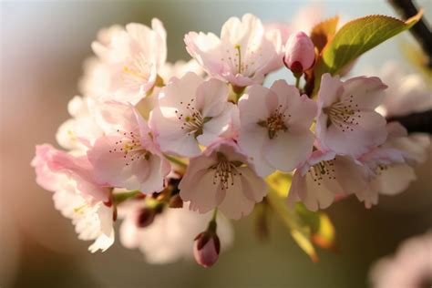10 Flowers That Represent Happiness: Joyful Blooms - Foliage Friend ...
