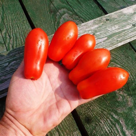 Помидоры Fingers of Naples - Дамские Пальчики из Неаполя