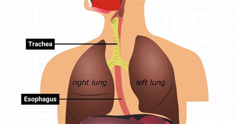 trachea  esophagus whats  difference