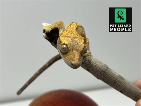 Crested Gecko Habitat: An Overview & Guide to Tank Set Up