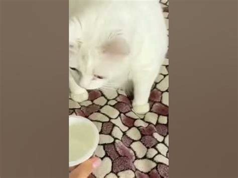КОТИК #имбовый кот обрыгыш - YouTube