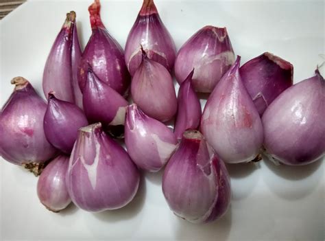 obat  tanaman bawang merah perumperindocoid
