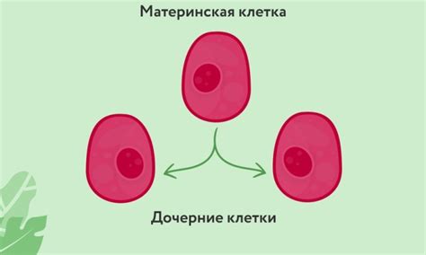 Сходства и отличия митоза и мейоза: определение понятий, фазы, чем ...