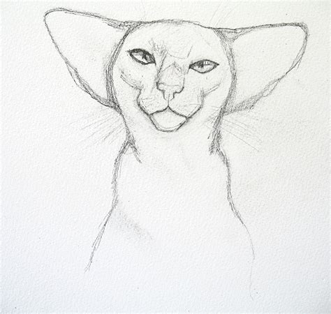 Siamese Cat Sketch at PaintingValley.com | Explore collection of ...