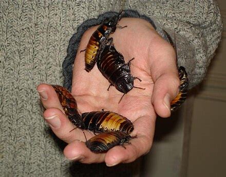 cockroach wikipedia