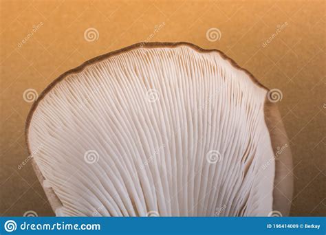 Oyster Mushroom or Pleurotus Ostreatus Mushroom Stock Image - Image of ...