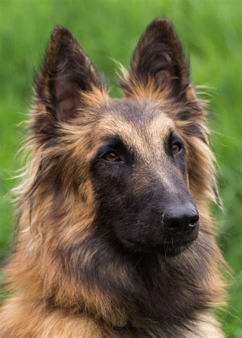belgian dog breeds  amazing pups    belgium artofit