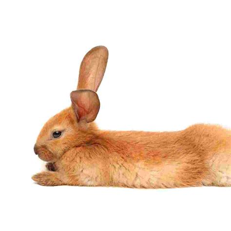 rabbit weight average  ideal sizes  pet rabbits