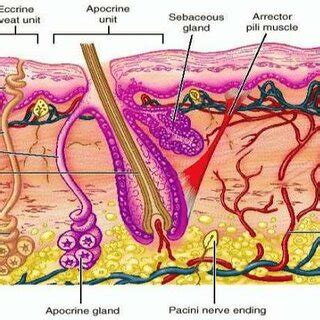 Structure of the skin 11 2. The Dermis-The dermis is a layer of ...
