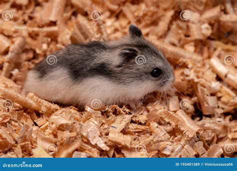 dwarf hamster breeds