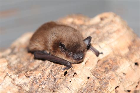 Cute Brown Bats