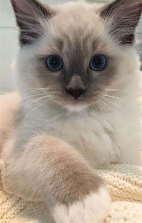 Balinese Ragdoll Kittens | newyorkcaterryus
