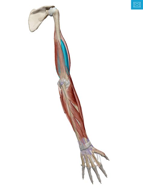 posterior forearm deep diagram quizlet