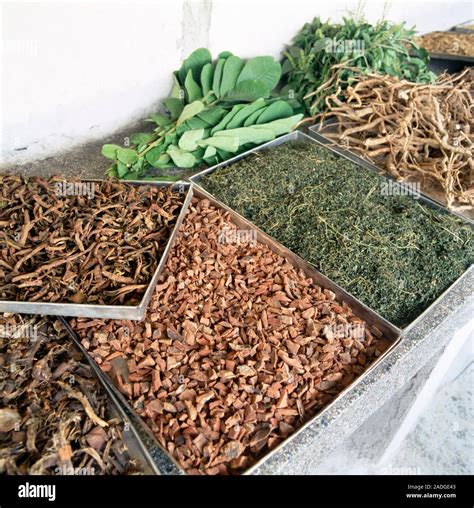 types  herbal medicine  ghana  susanne drennan blog