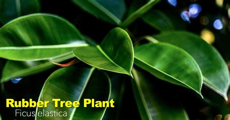 rubber tree plant care elastica robusta decora burgundy