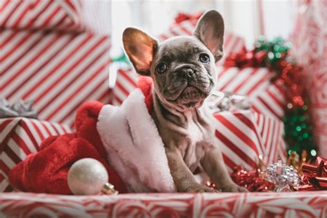 Common Holiday Pet Hazards - Animal Emergency Hospital
