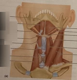 anterior muscles neck  throat diagram quizlet