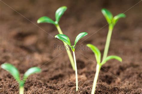 Прорастающие саженцы в земле - Stock Image - Everypixel