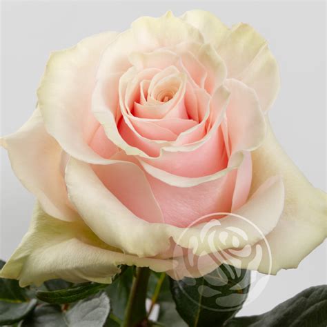 Pink Mondial - Welyflor