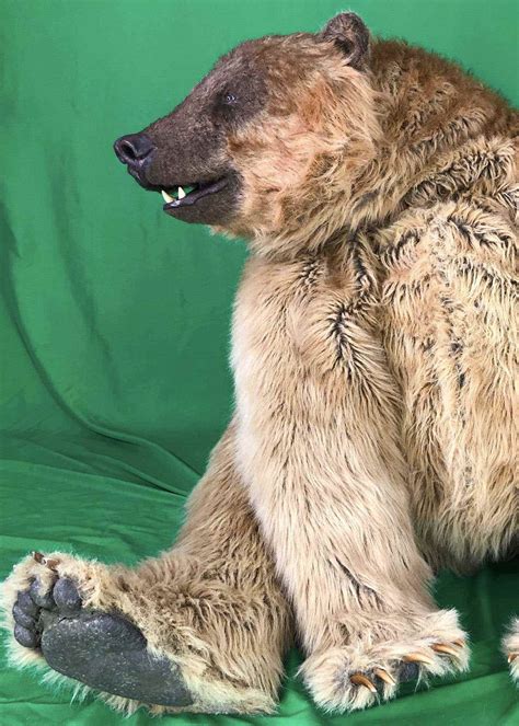 grizzly bear costume