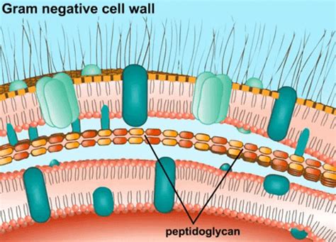 Peptidoglicano O Que É - PEPTIDOGLICANO: SÍNTESE, ESTRUTURA, FUNÇÕES - BIOLOGIA - 2026