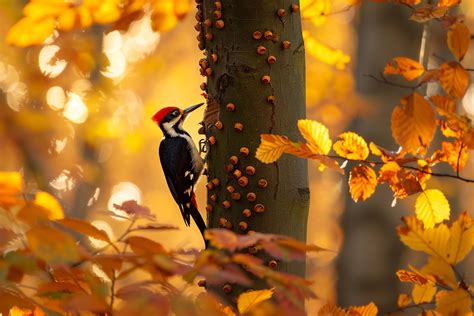 can a woodpecker kill a tree 5