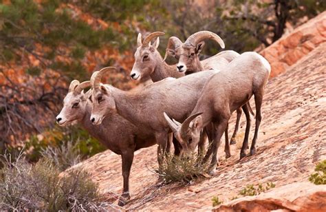 rocky mountain bighorn sheep female