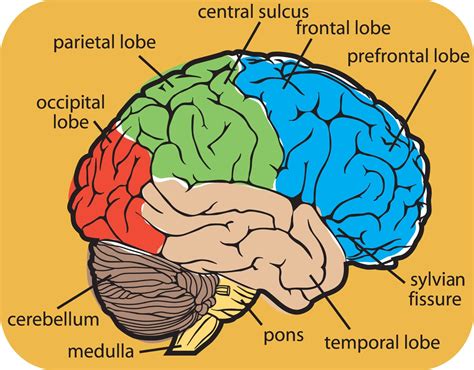 Diagram of Human Brain System - coordstudenti 