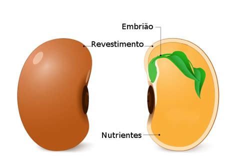 Sementes - Escola Kids