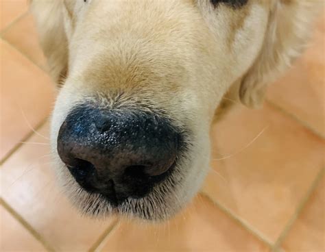 How Can I Help My Dogs Dry Crusty Nose