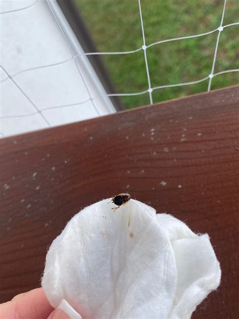 Ist das eine Kakerlake/ oder harmlose Schabe? (Küche, Insekten, Schädlinge)