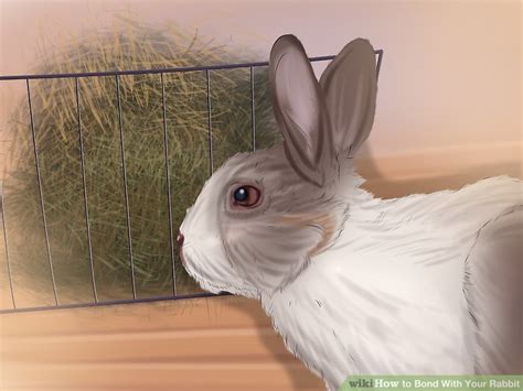 How to Bond With Your Rabbit: 14 Steps (with Pictures) - wikiHow Pet