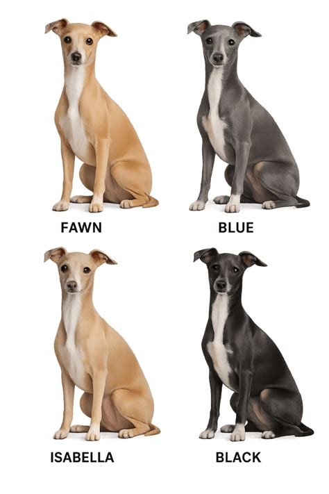 italian greyhound breed information traits facts care