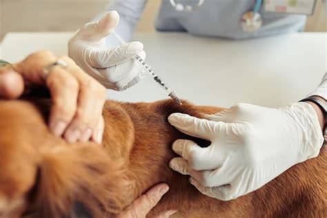 Dog Rabies Vaccination Schedule | Our Vets in Natick