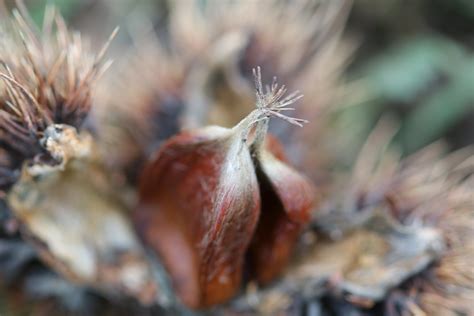 seed pod      seed pod stock  hd images