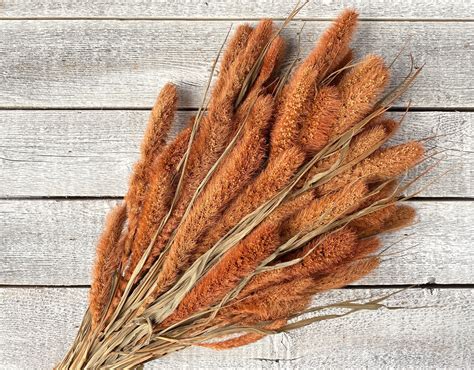 setaria luv sola flowers