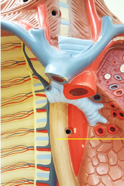 large male muscle torso diagram quizlet