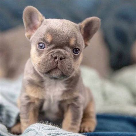 55+ Fluffy French Bulldog Breeder Image - Bleumoonproductions