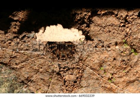 Trapdoor Spider Habitat Stock Photo 669032239 | Shutterstock