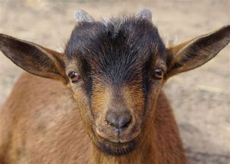 Rare Goat Breeds You Should Meet - The Happy Chicken Coop