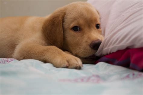 Láparo É Filhote De - Filhote De Labrador Impressão Em Tela De Filhote Labrador Marrom