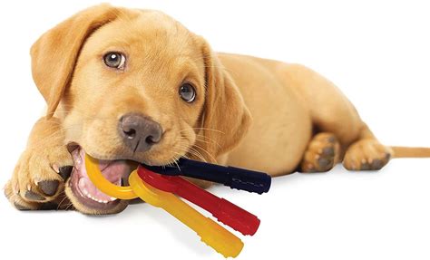 The 10 Best Chew Toys For Your Pup [Keep Them Entertained]