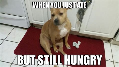 hungry memes memedroid