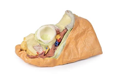 female  pelvis superficial  deep structures australian