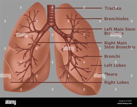 trachea bronchus anatomy  gregorio fields blog