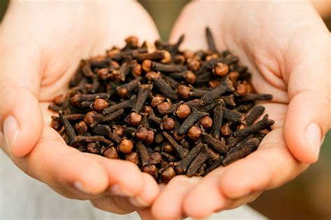 cloves benefits side effects  growing tips