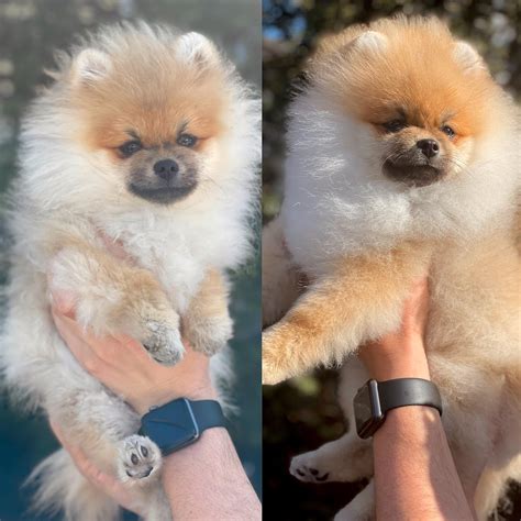 Pomeranian Grooming Before And After