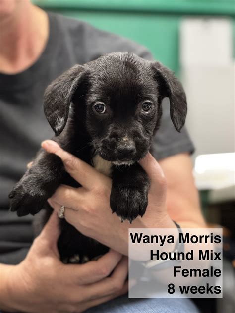 Adopt Wanya Morris Today - Find Paw Pal